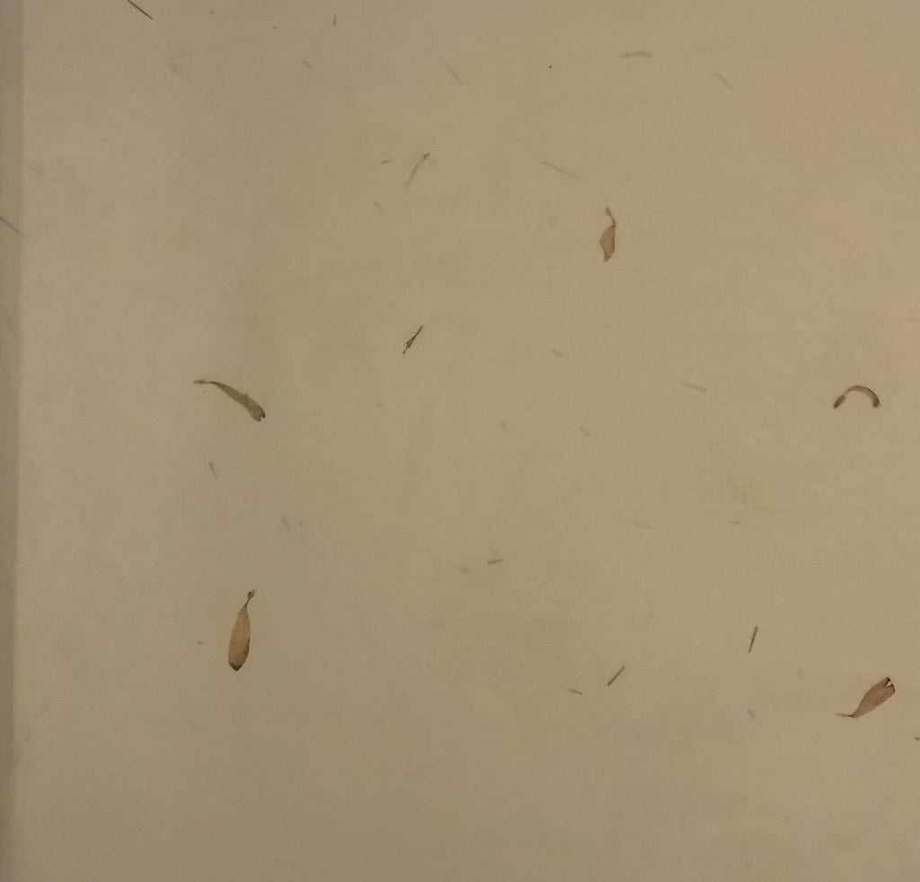 GiftWrap Wrapping Paper - Offwhite colour with flower petals (Set of 5)