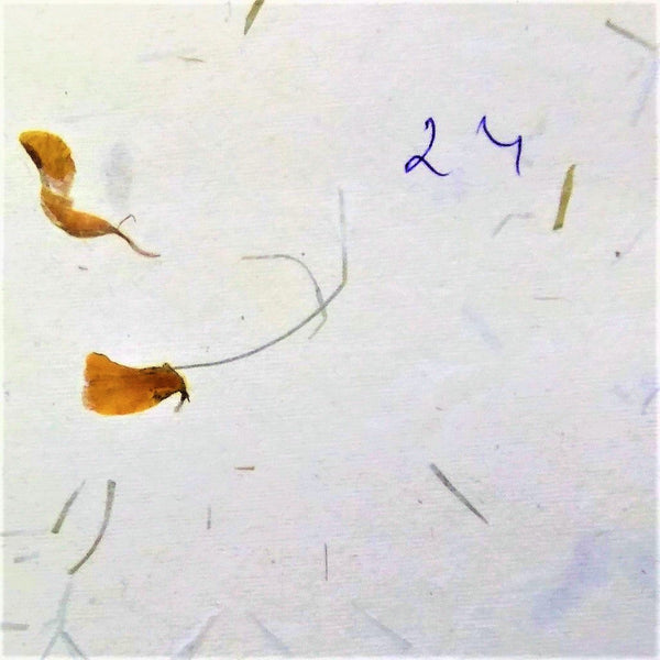 White thin paper hand made khadi (cotton waste) with embedded yellow flower petals set of 5