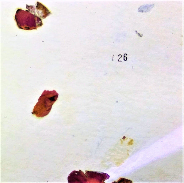 White thin paper hand made khadi (cotton waste) with embedded violet flower petals set of 5